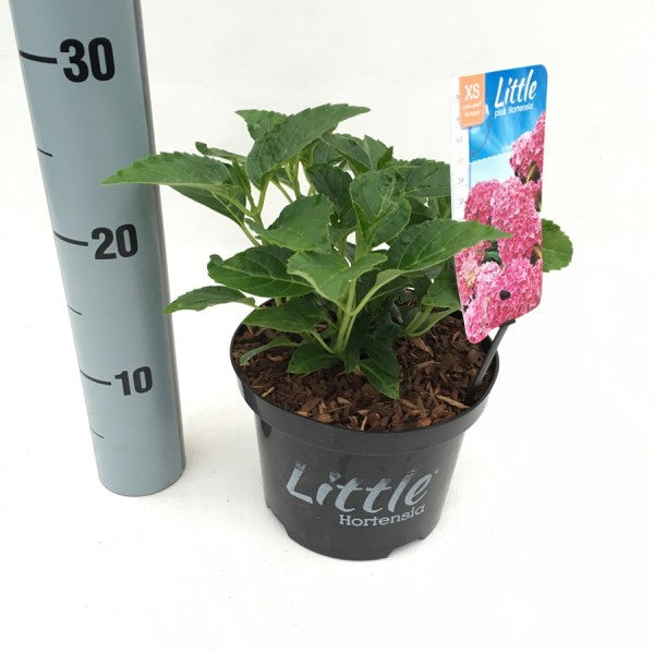 Hydrangea macrophylla &