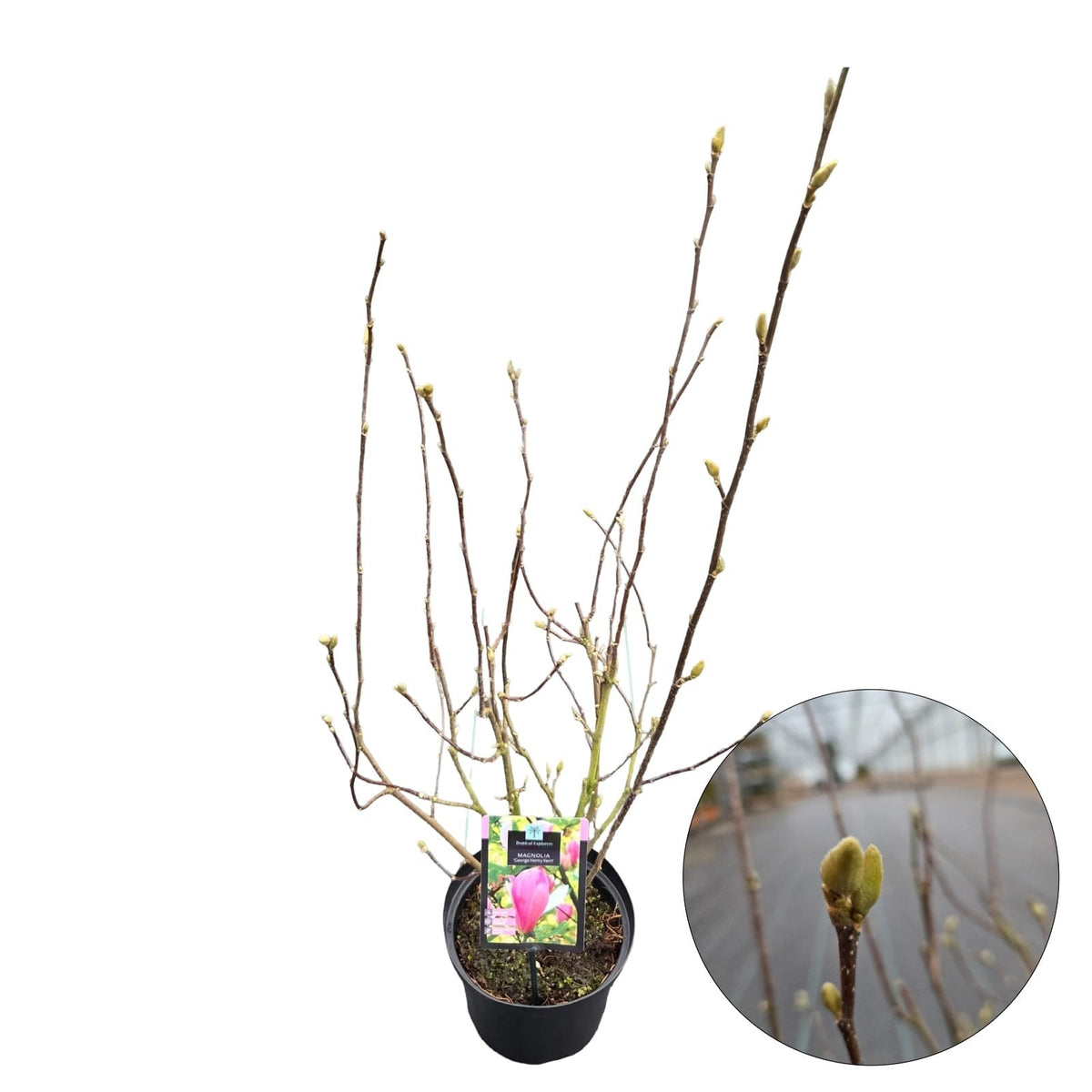 Magnolia &