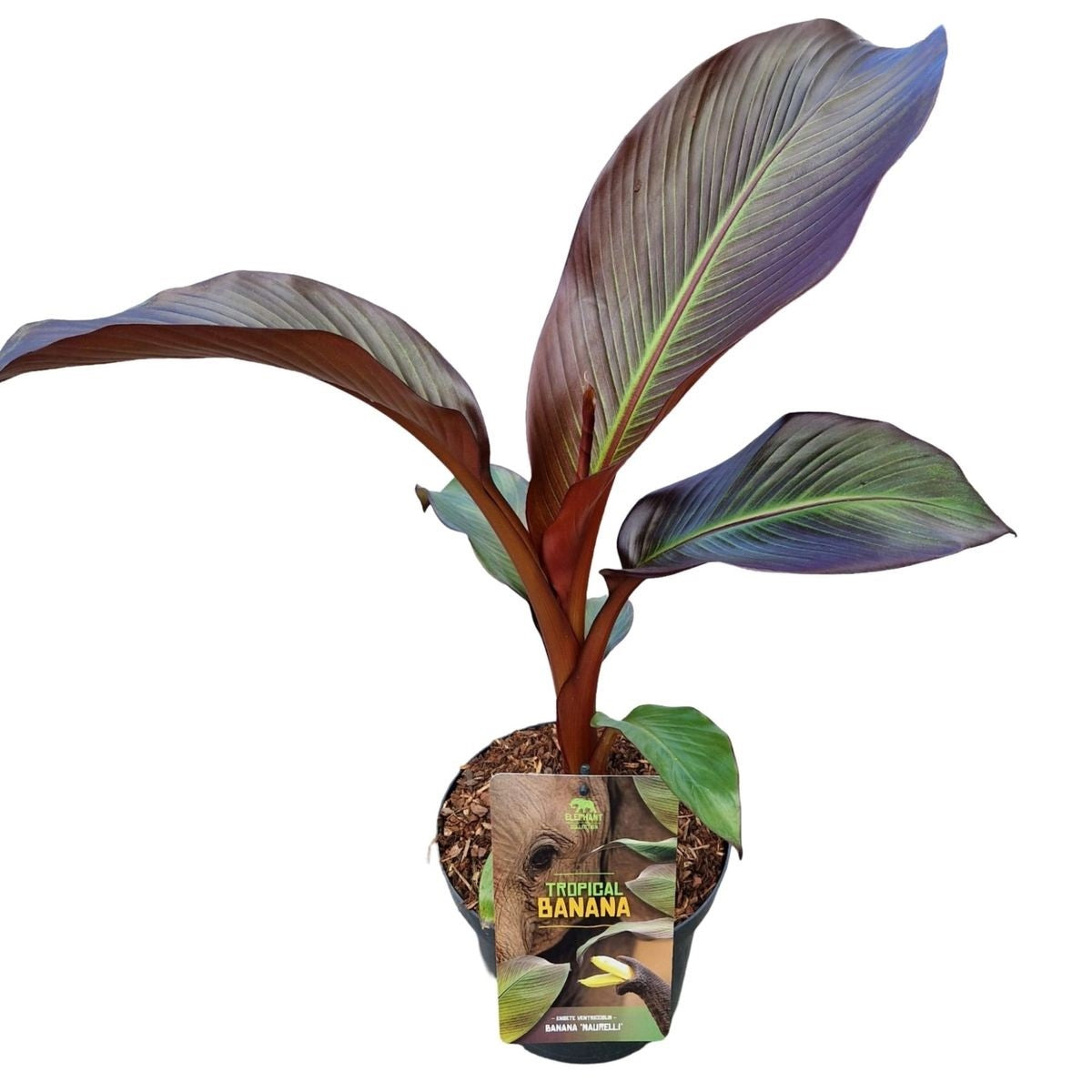 Musa ensete &