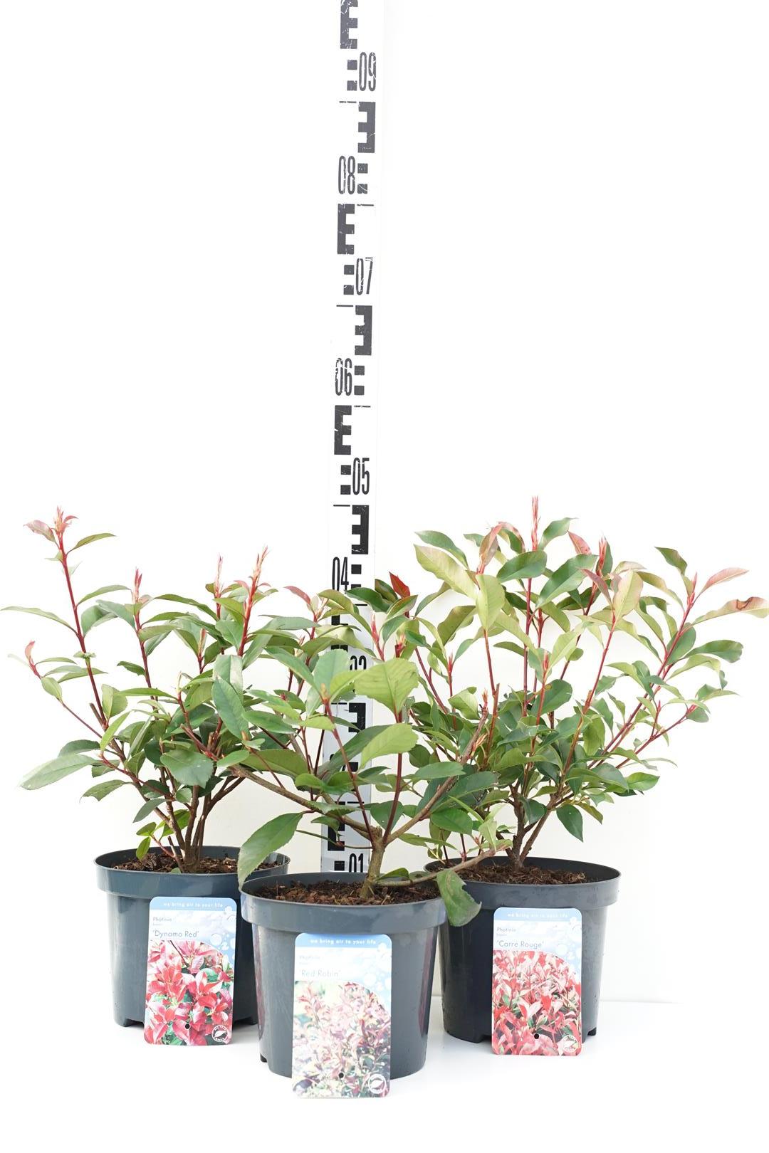 Photinia fraseri i olika sorter C3 (3 liters kruka) / 19 cm kruka 30-40 cm