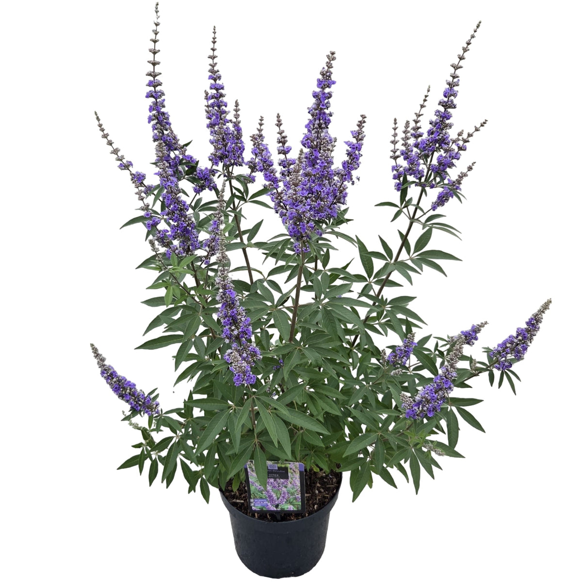 Vitex agnus-castus C7,5 (7,5 liters kruka) 40-50 cm