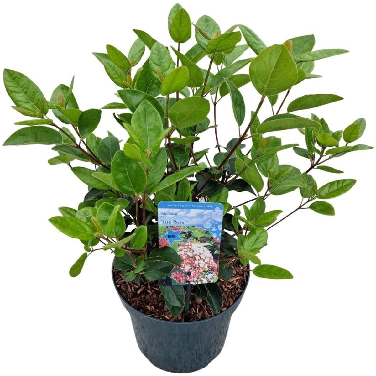 Viburnum tinus &