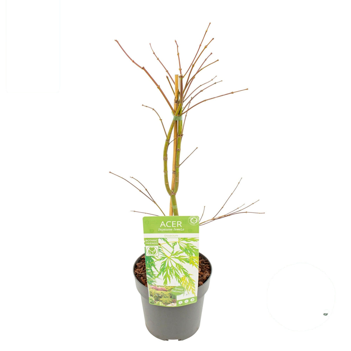 Acer palmatum &