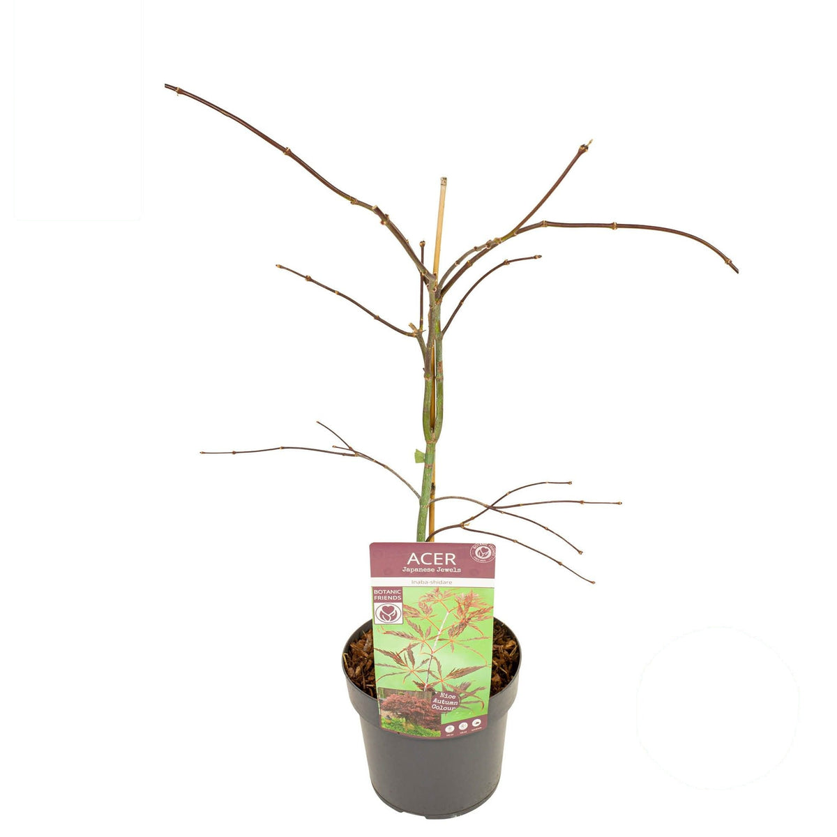 Acer palmatum &