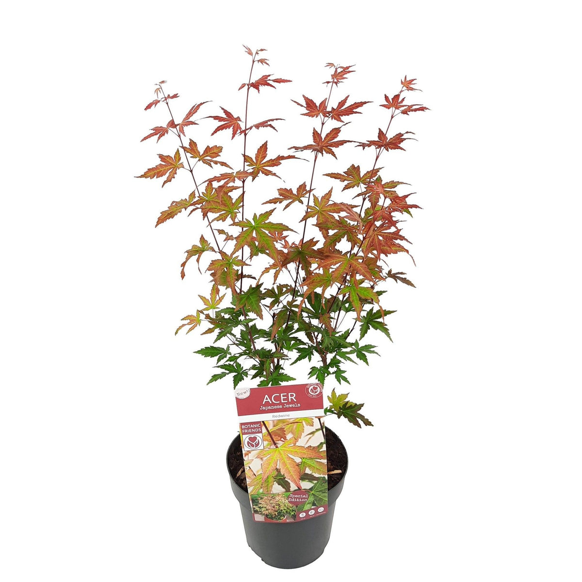 Acer palmatum &