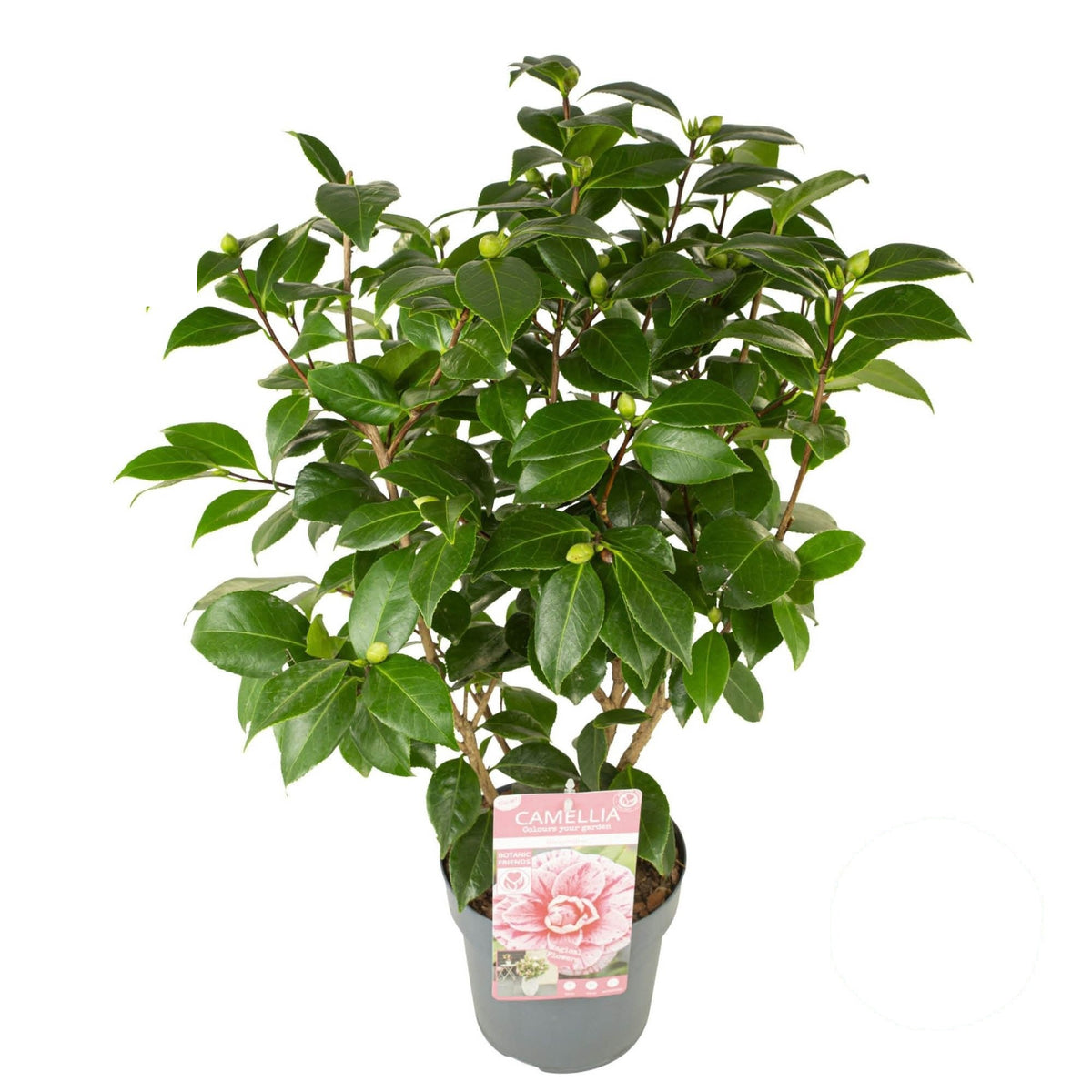 Camellia japonica &