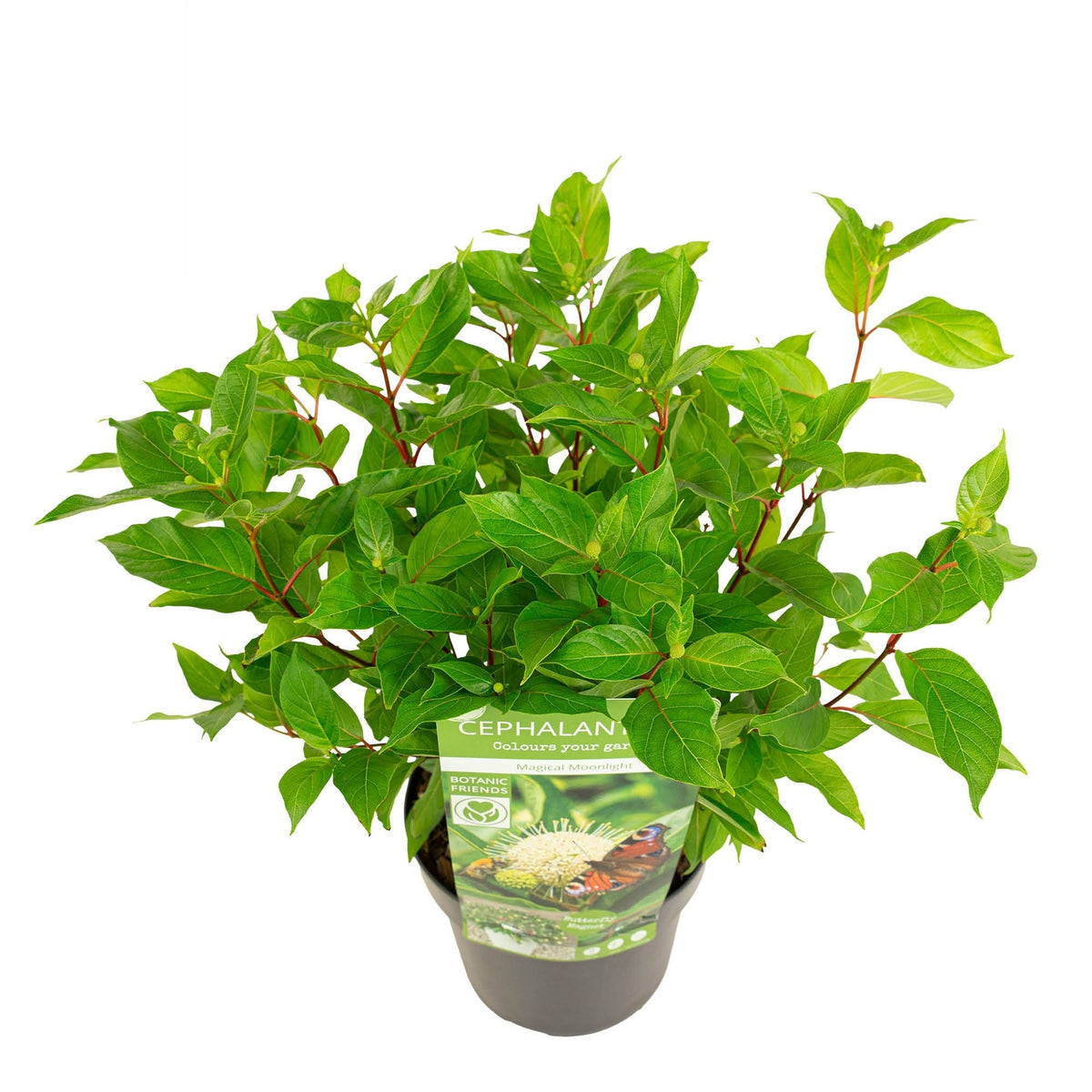 Cephalanthus &