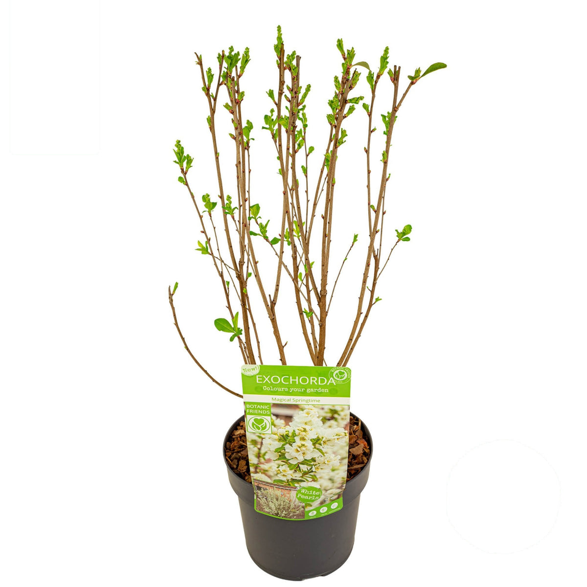 Exochorda rac. &