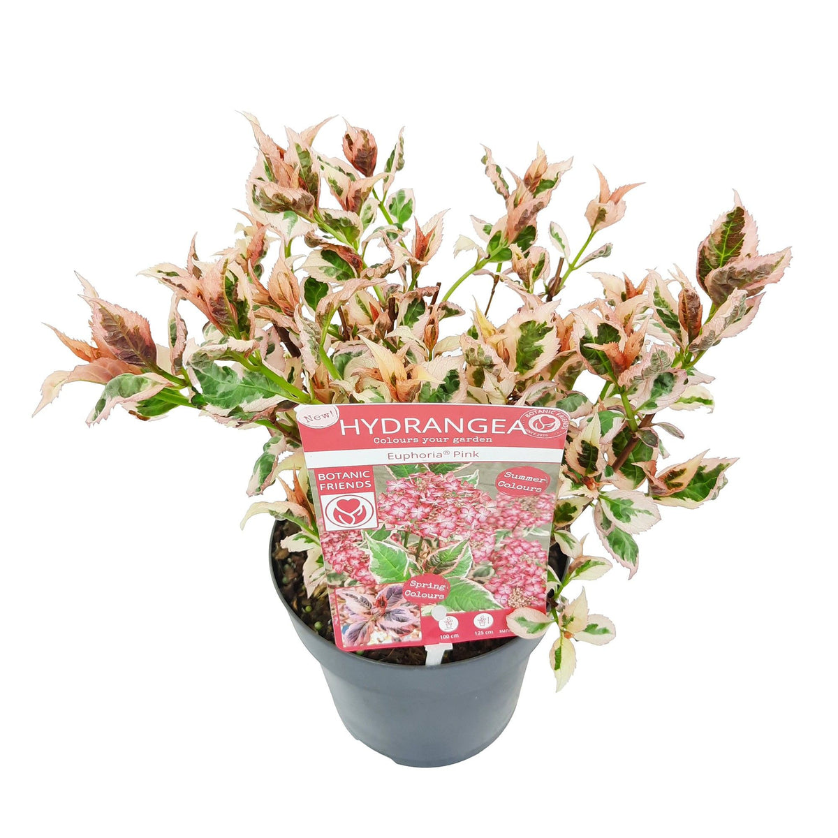 Hydrangea serrata &