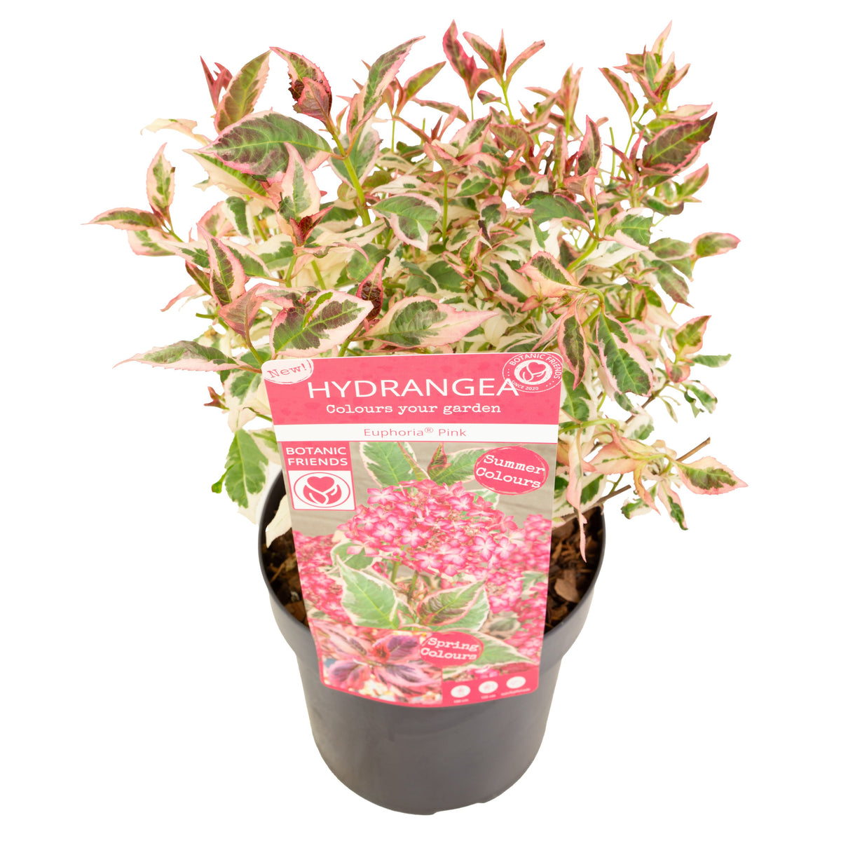 Hydrangea serrata &