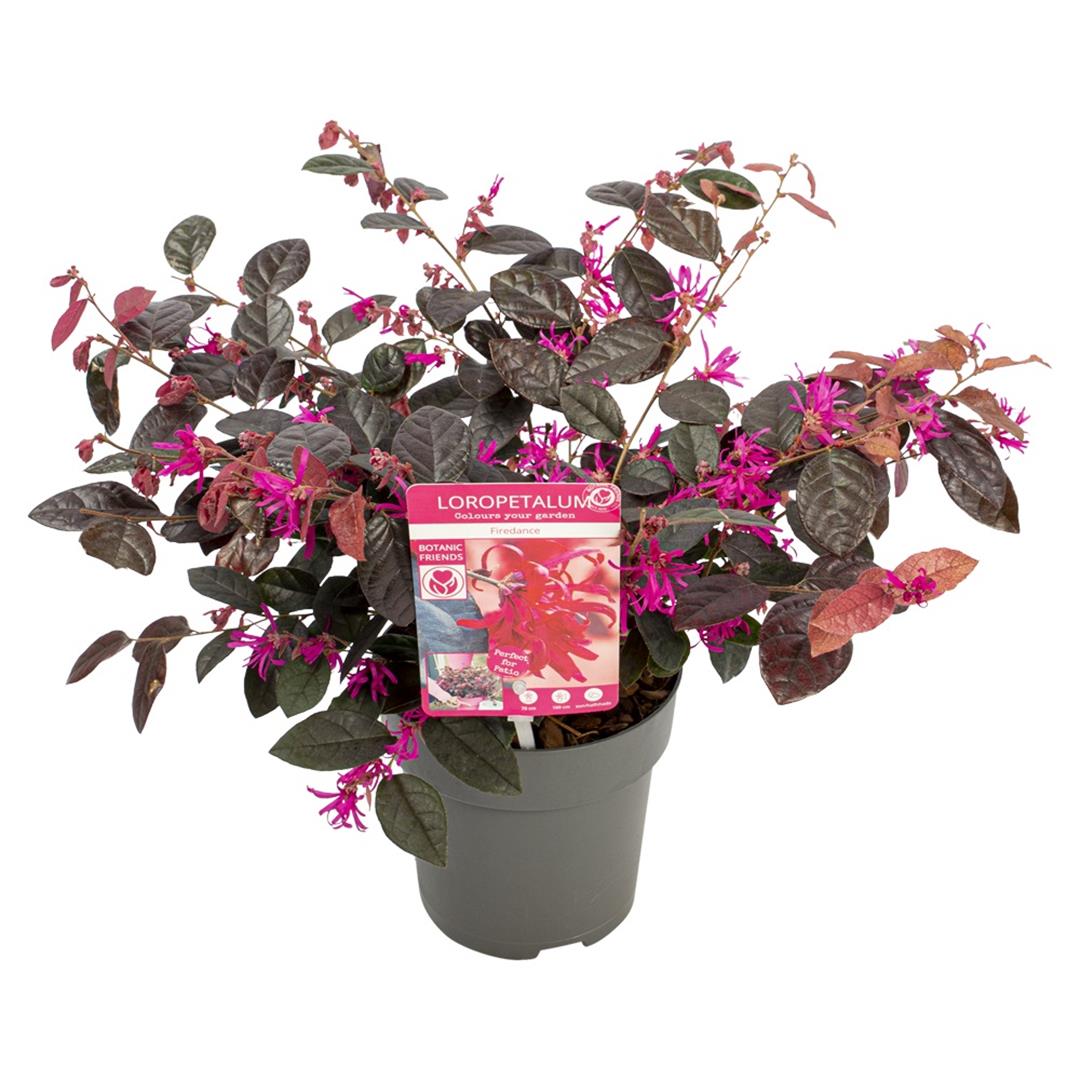 Loropetalum chinense &