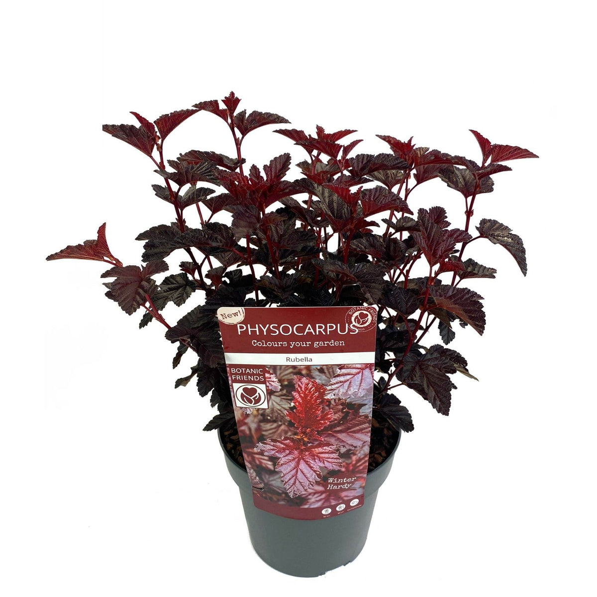 Physocarpus opulifolius &