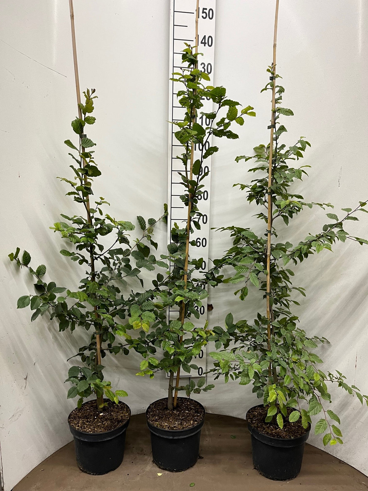 Avenbok - C5 150-175G