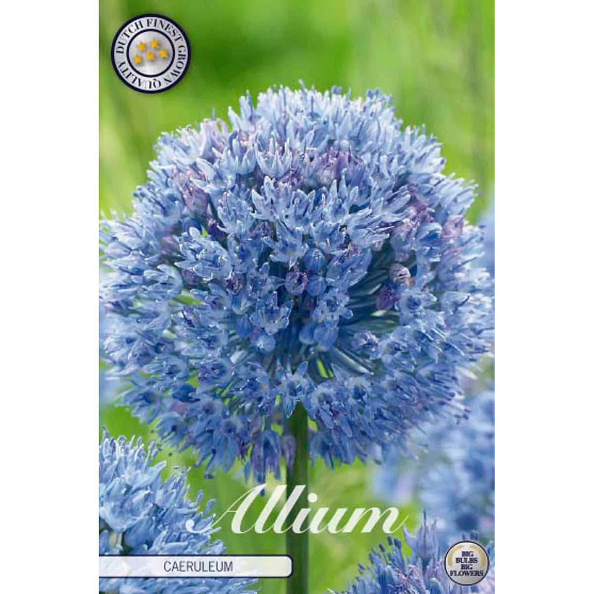 Allium &