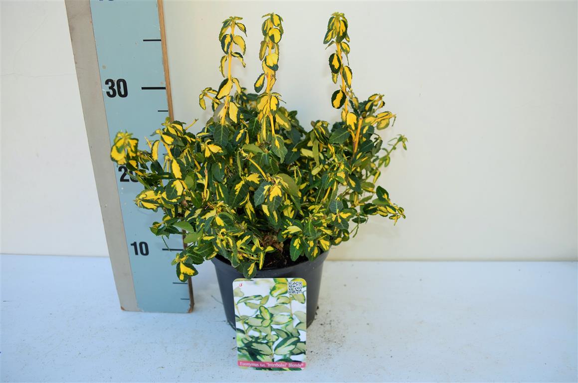 Euonymus fortunei &