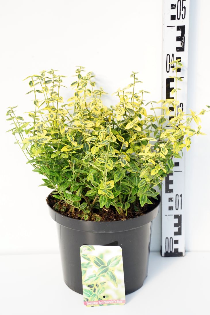 Euonymus fort. &
