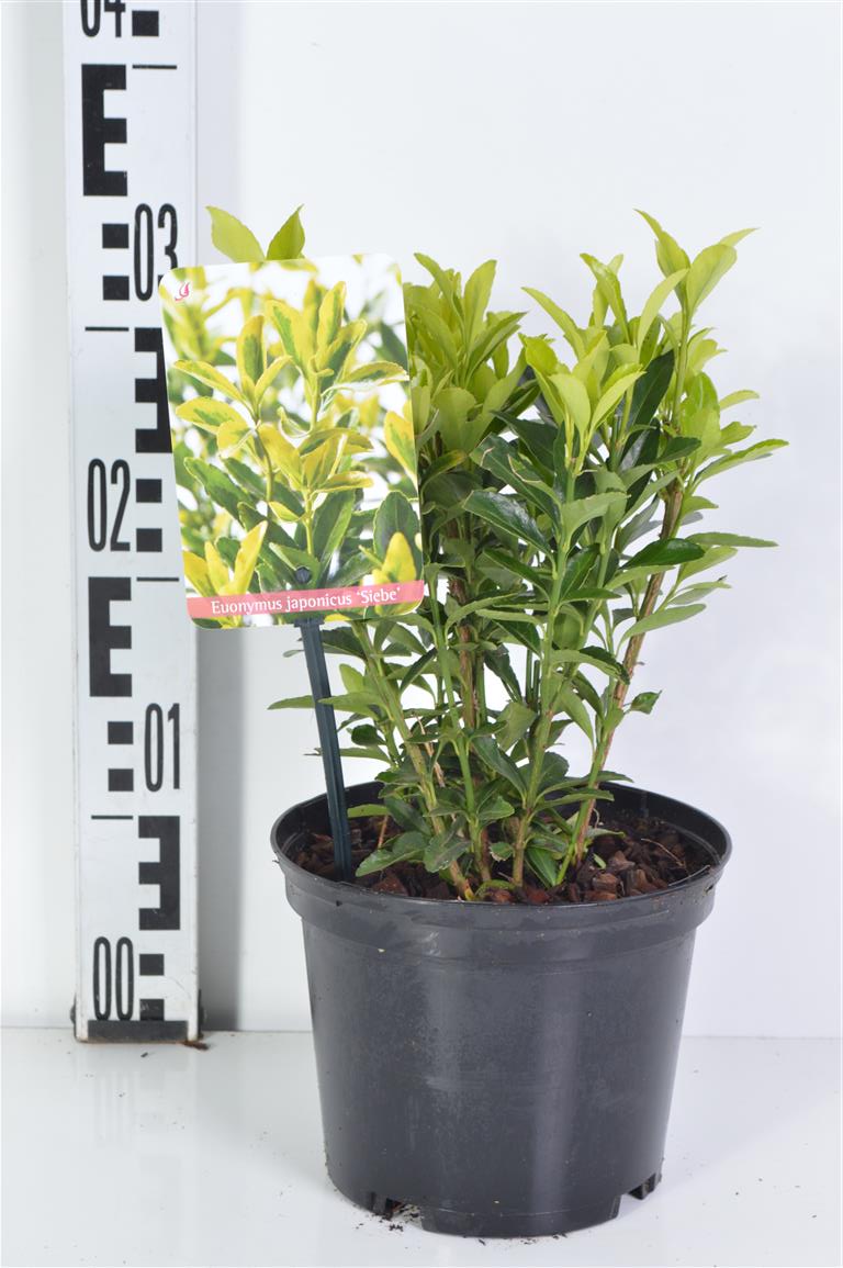 Euonymus fort. &