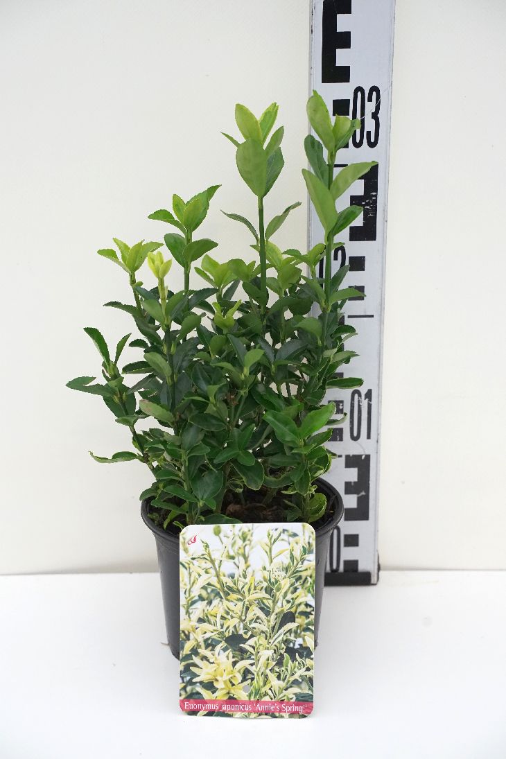 Euonymus jap. &