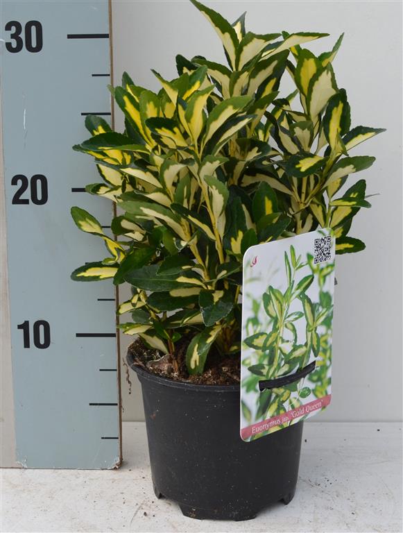 Euonymus jap. &