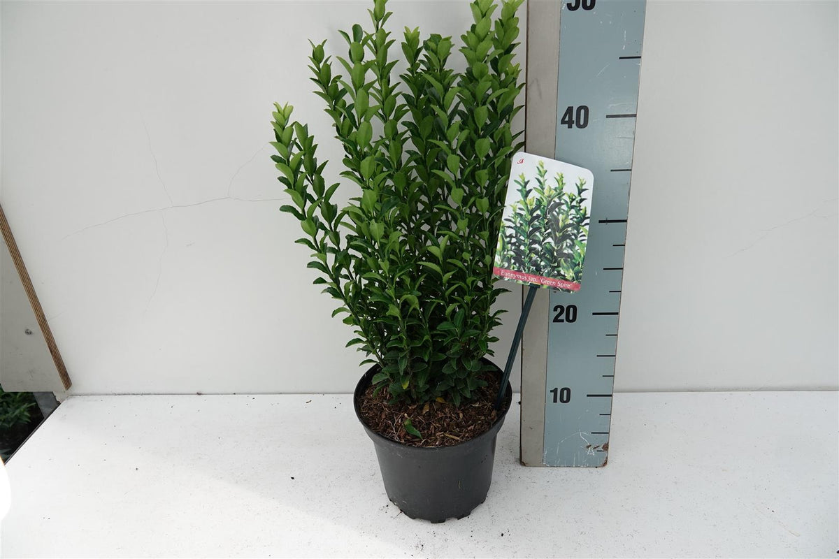 Euonymus japonicus &