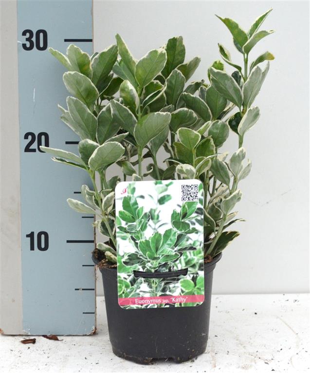 Euonymus japonicus &