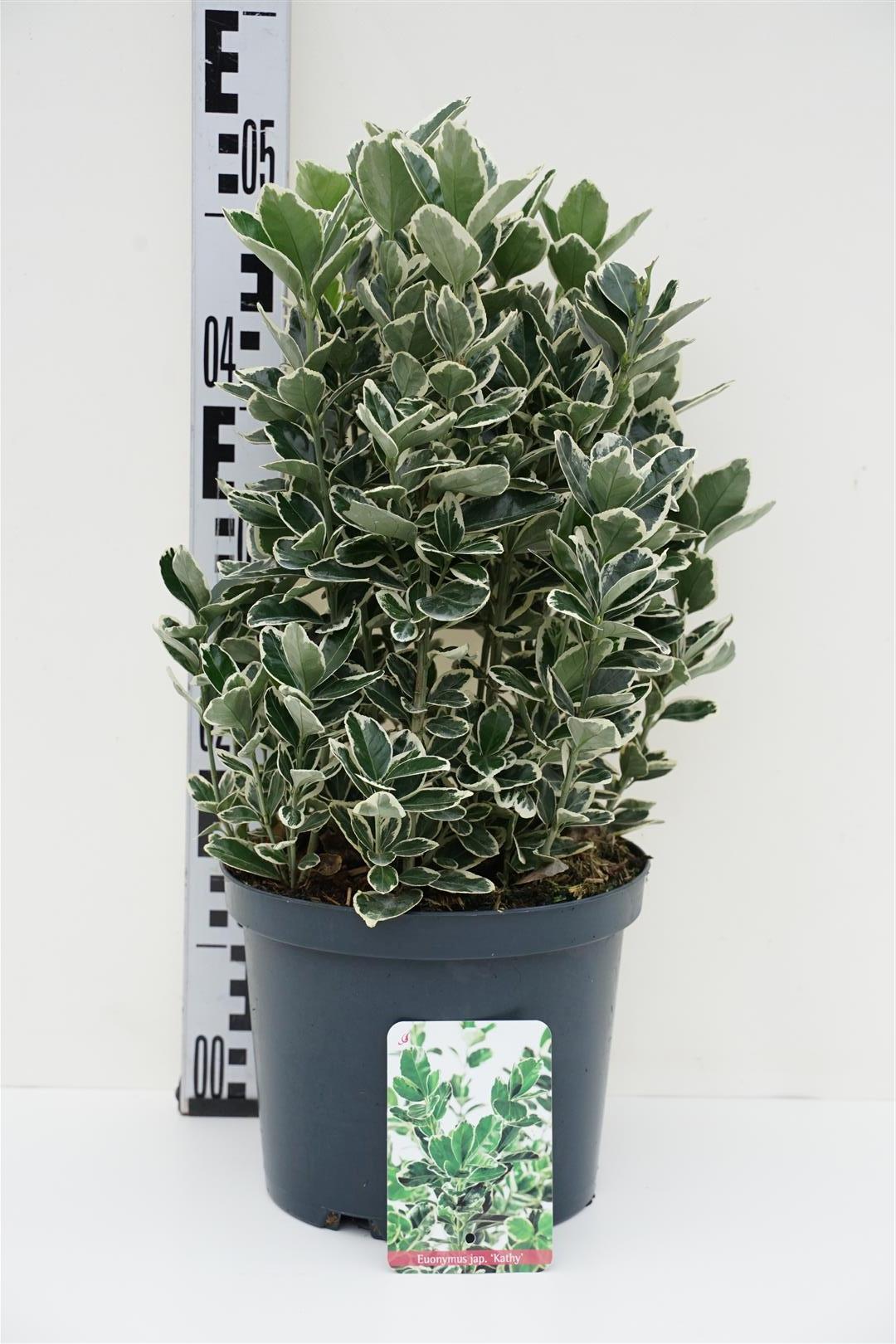 Euonymus jap. &