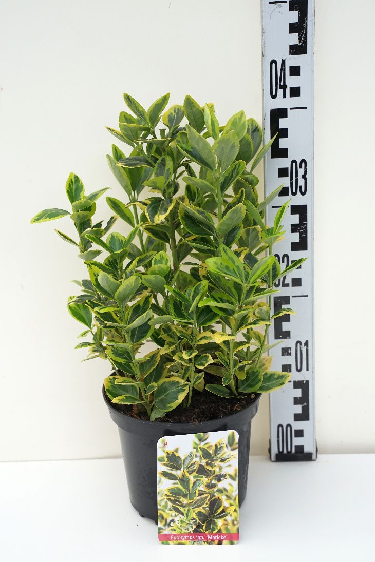 Euonymus japonicus &