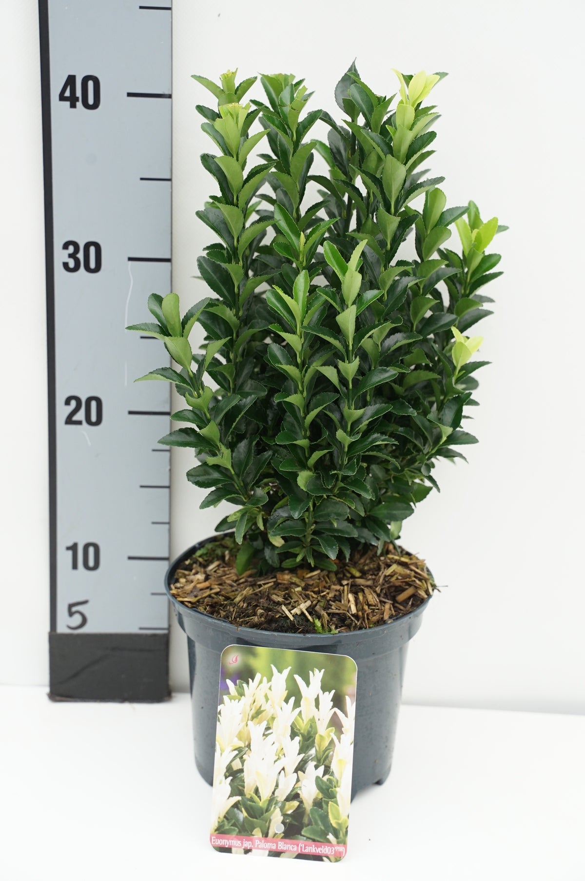 Euonymus jap. &