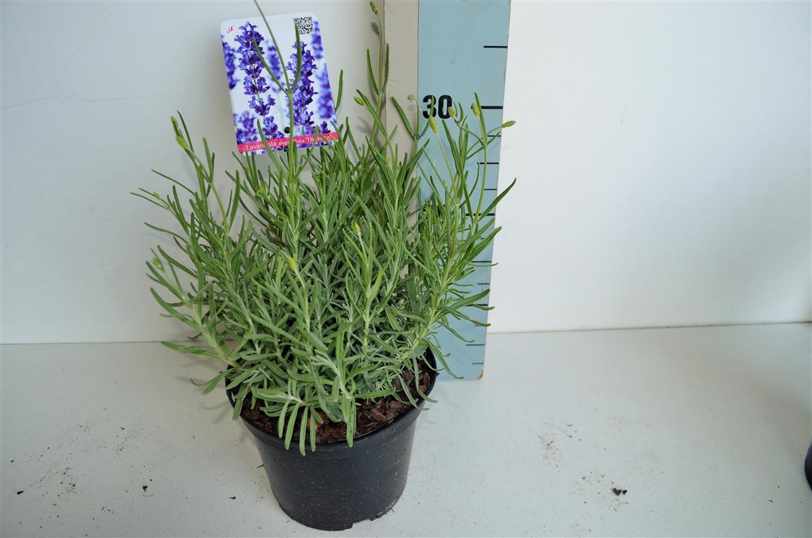 Lavandula angustifolia &