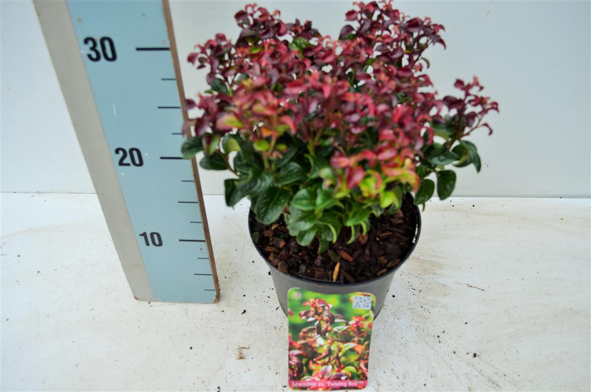 Leucothoe axillaris &
