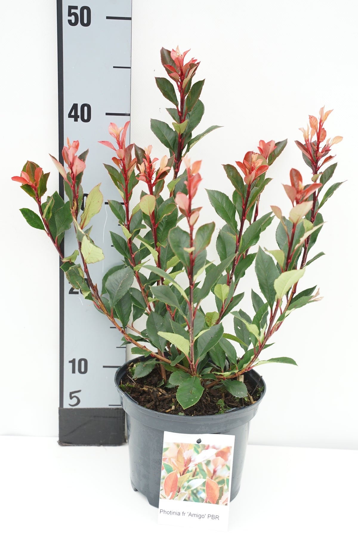 Photinia fraseri &