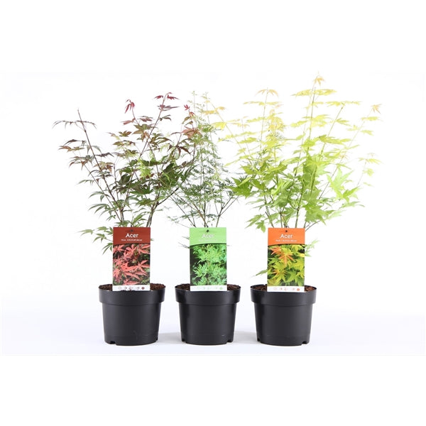Acer palmatum i sorter 40-50 cm C3 (3 liters kruka) / 19 cm kruka