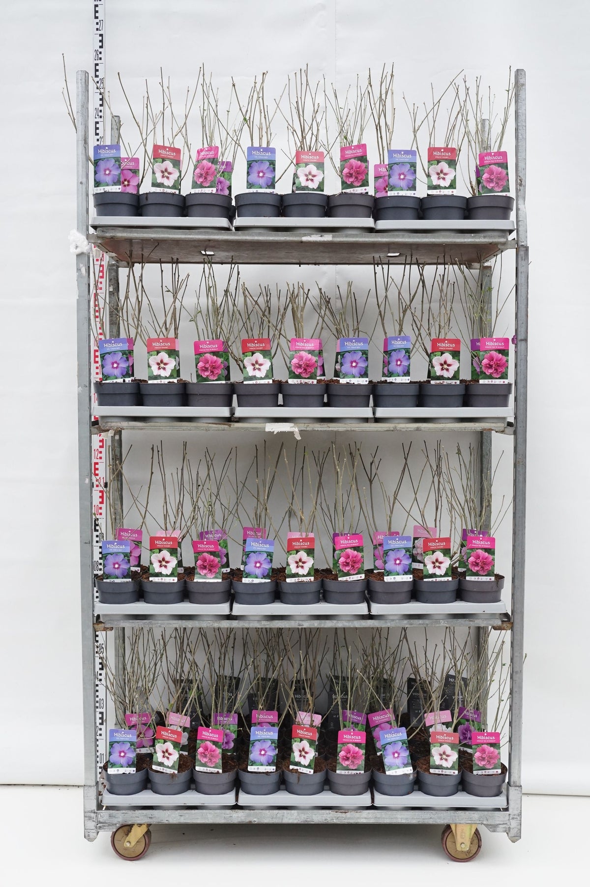 Hibiscus i sorter C1,5 (1,5 liters kruka) 25-30 cm