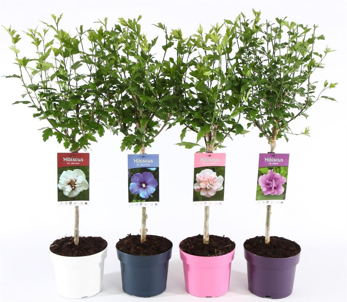 Hibiscus, blandade sorter, uppstammad 30 cm, C3 (3 liters kruka)
