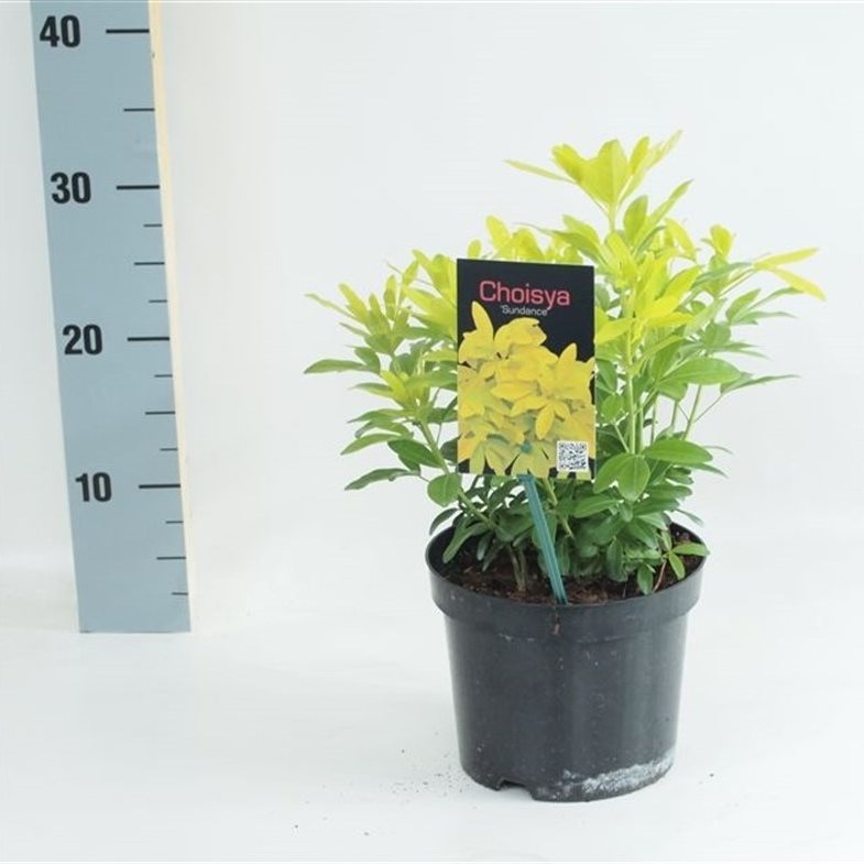 Choisya ternata &