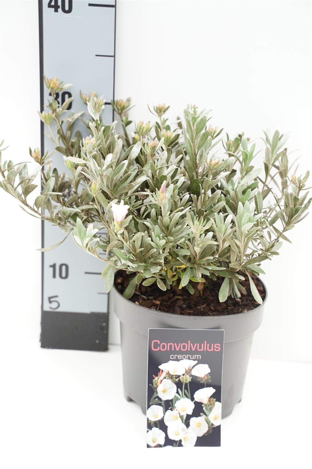 Convolvulus cneorum C2 (2 liters kruka) 30+ cm