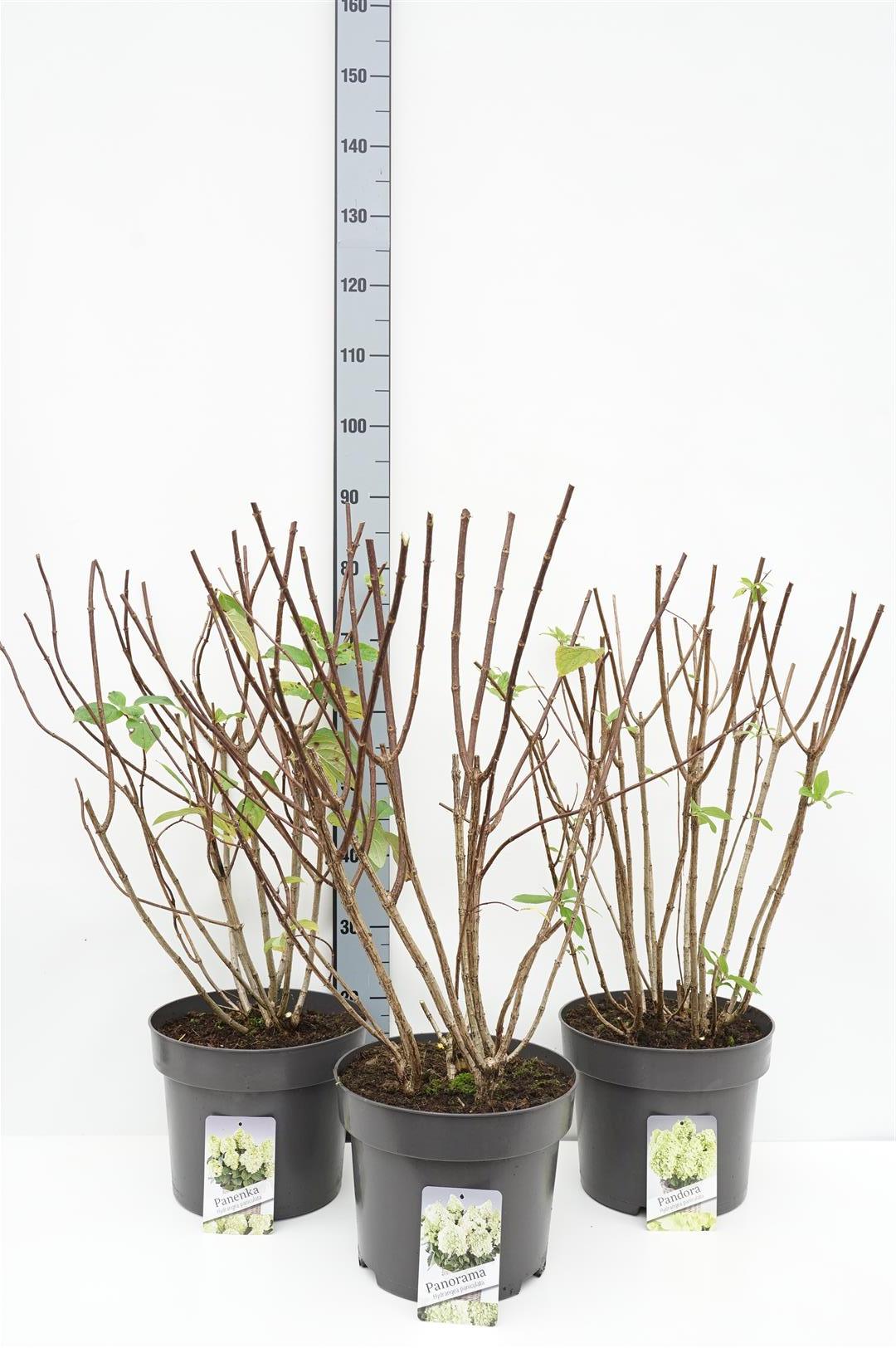 Hydrangea paniculata i sorter C10 (10 liters kruka) 80-100 cm