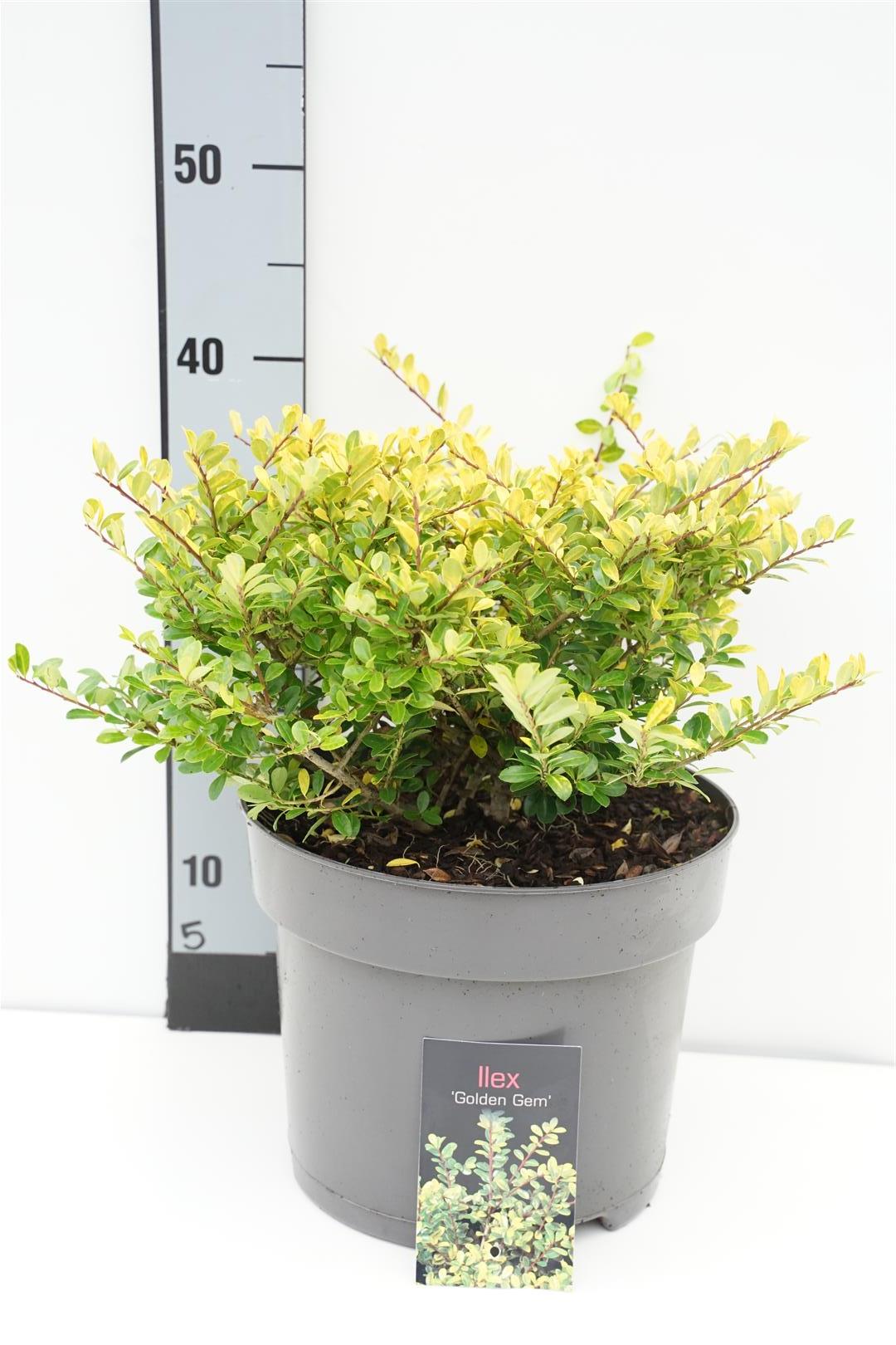 Ilex crenata &