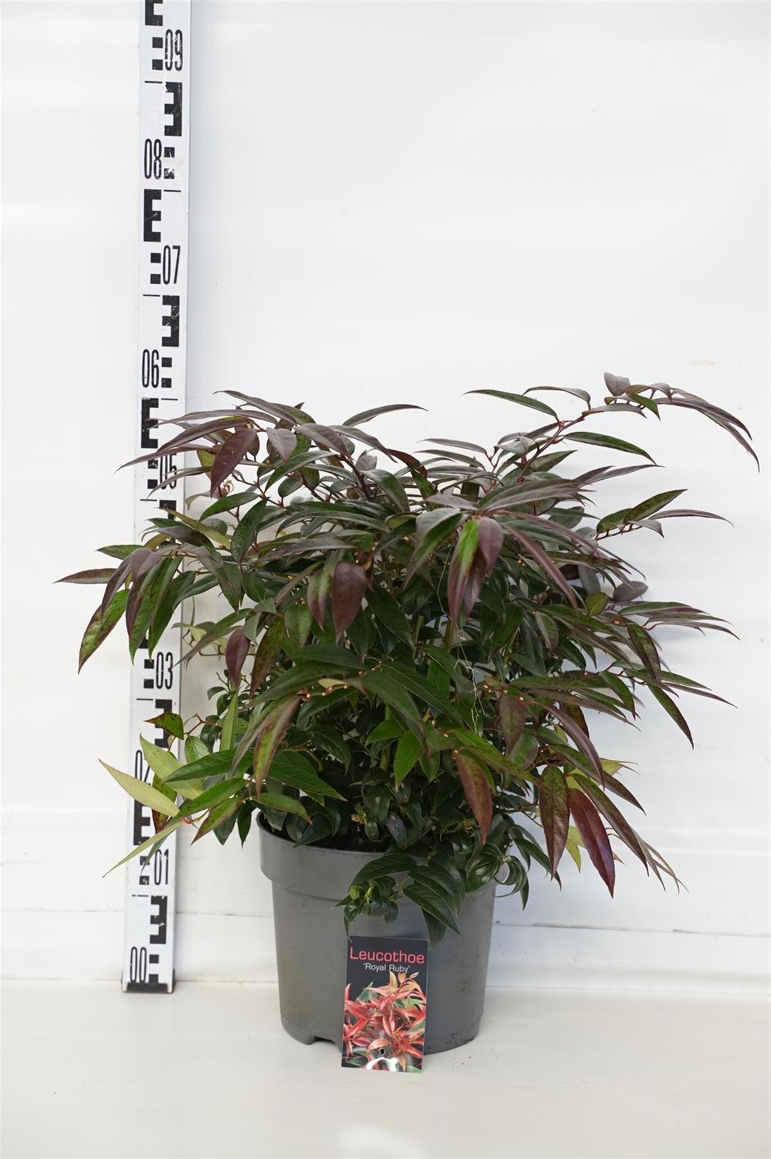 Leucothoe keiskei &