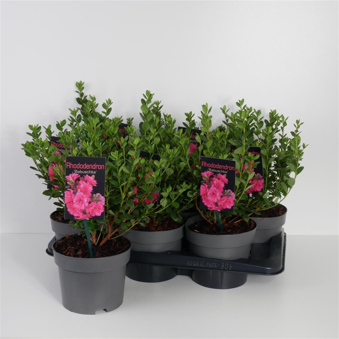 Rhododendron &