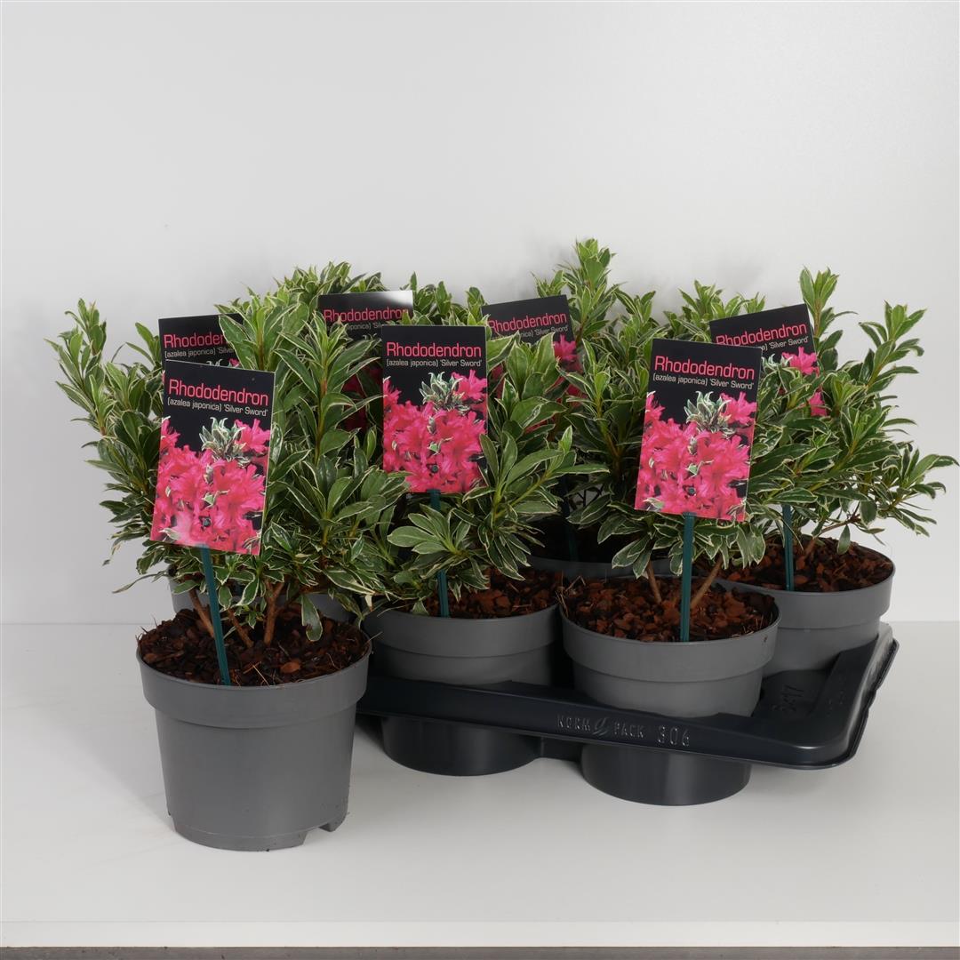 Rhododendron (AJ) &