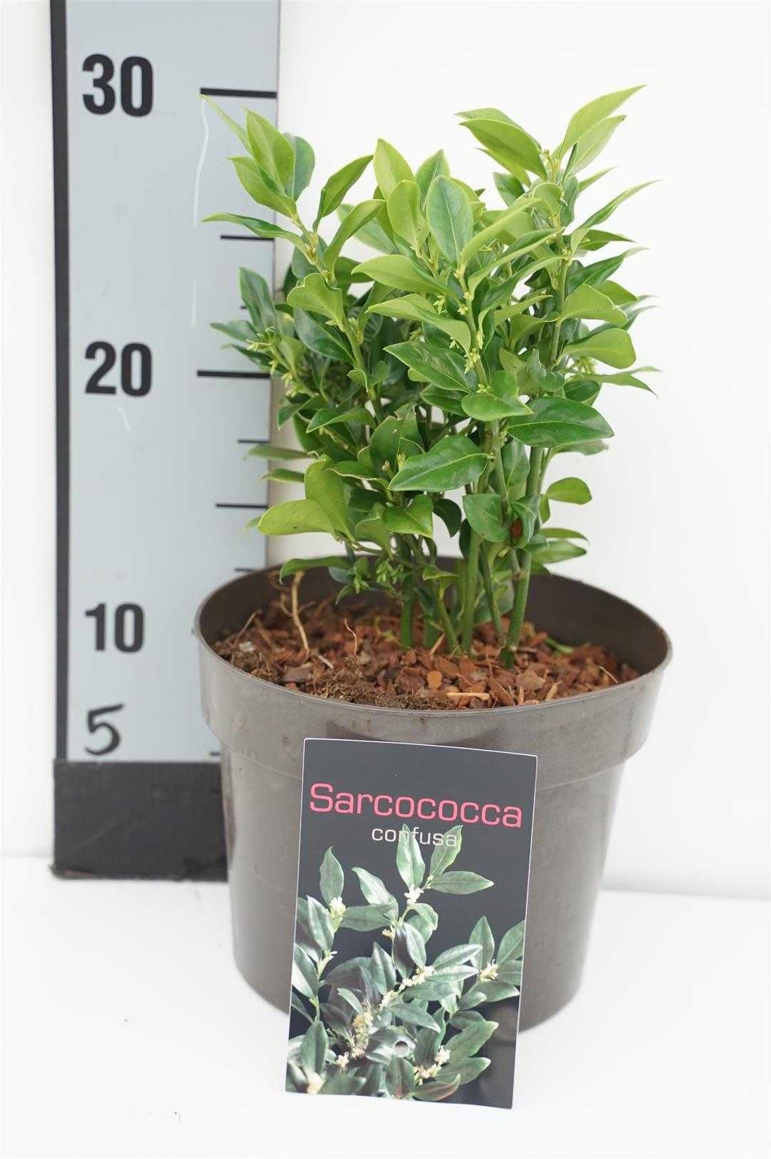 Sarcococca confusa C2 (2 liters kruka) 20–25 cm