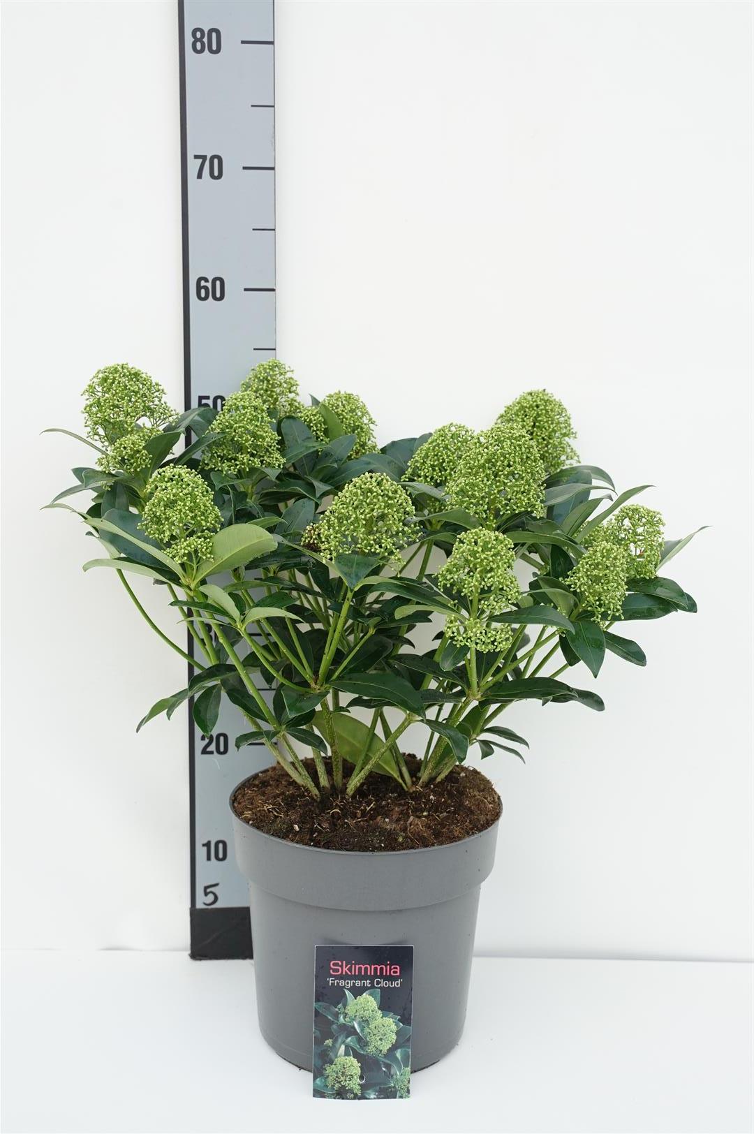 Skimmia japonica &