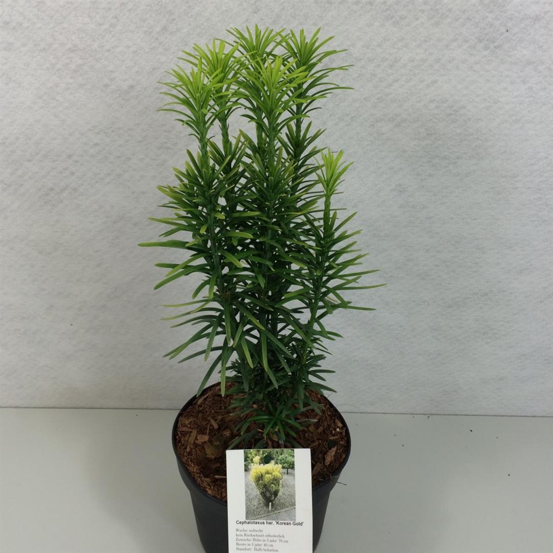 Cephalotaxus h. &