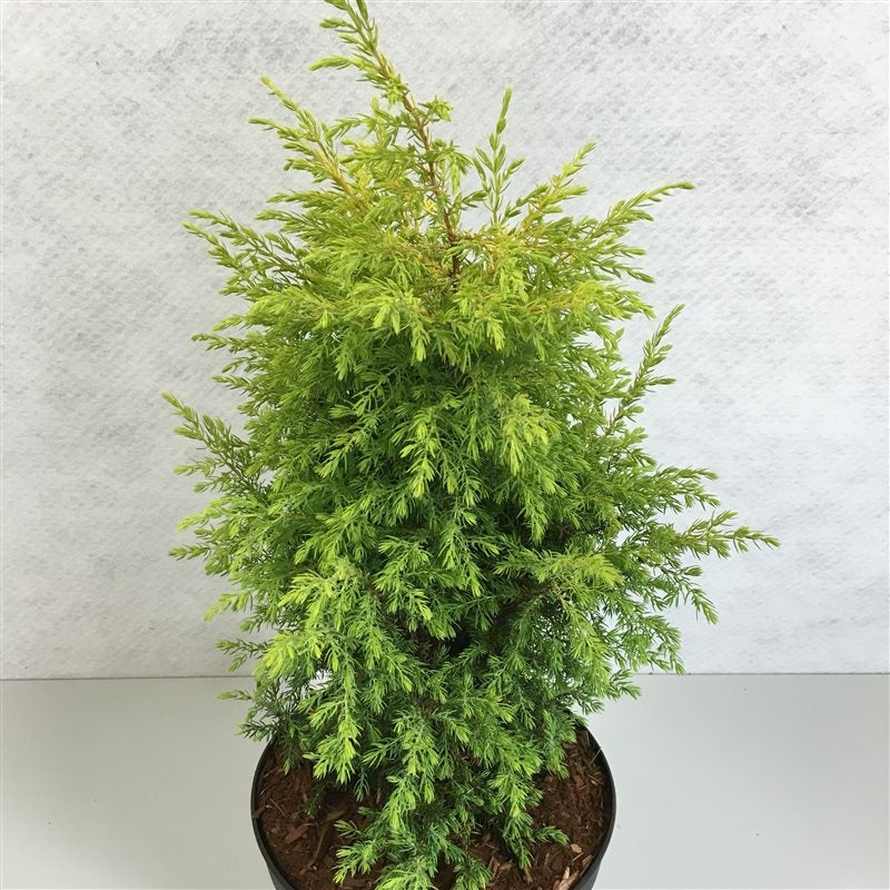 Juniperus communis &
