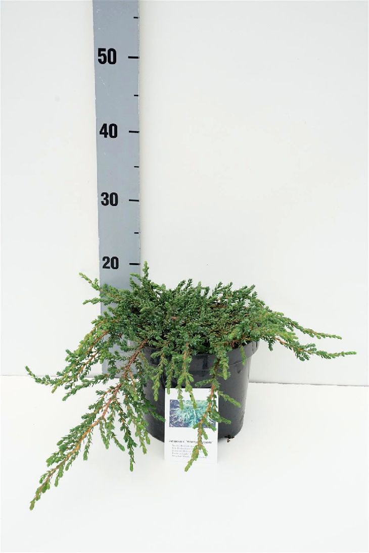 Juniperus communis &