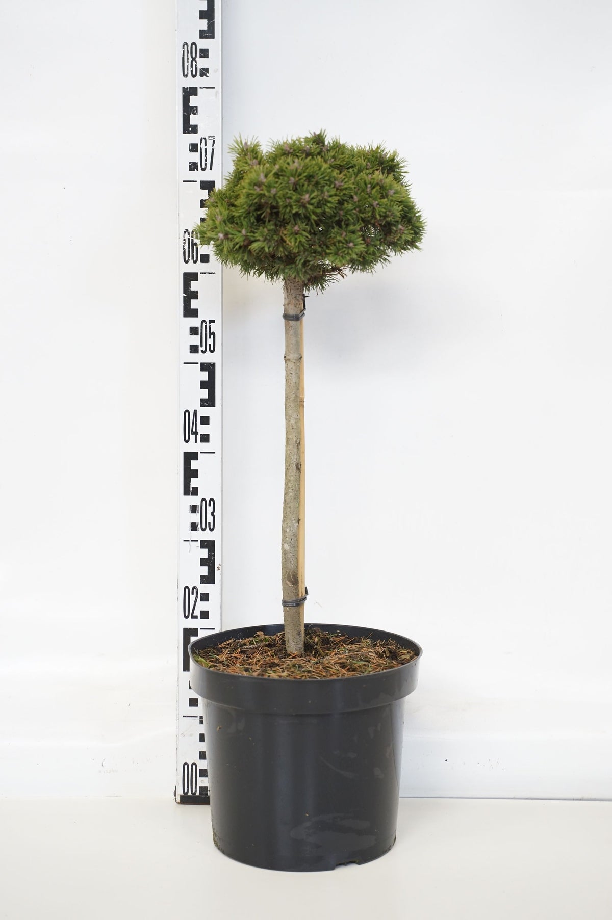 Pinus mugo &