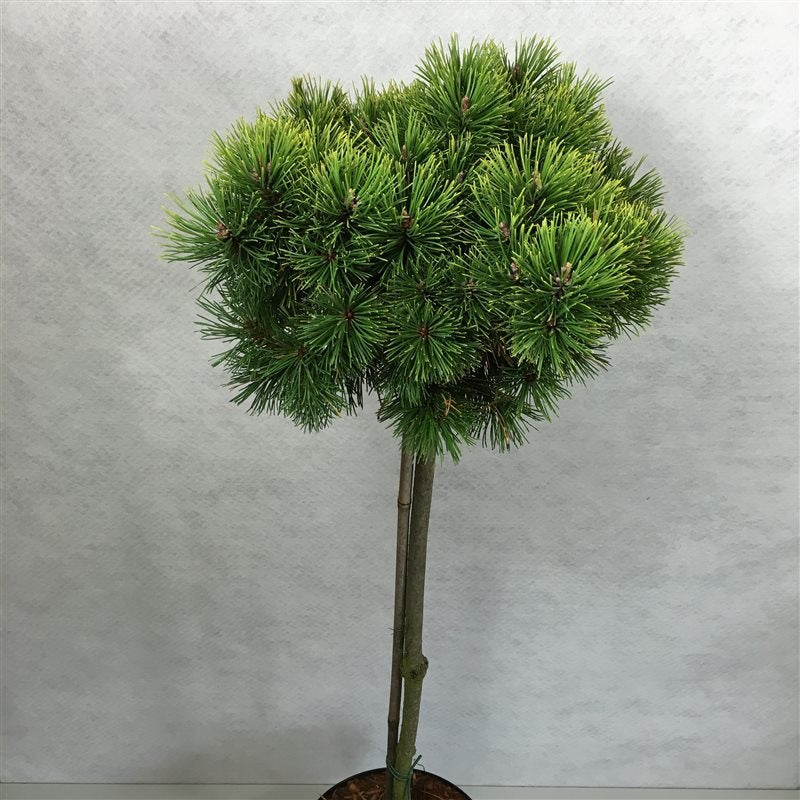 Pinus mugo &