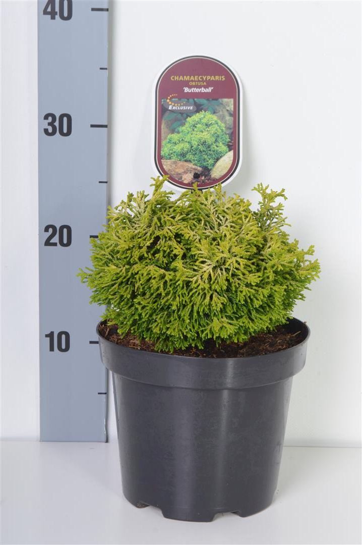 Chamaecyparis obtusa &