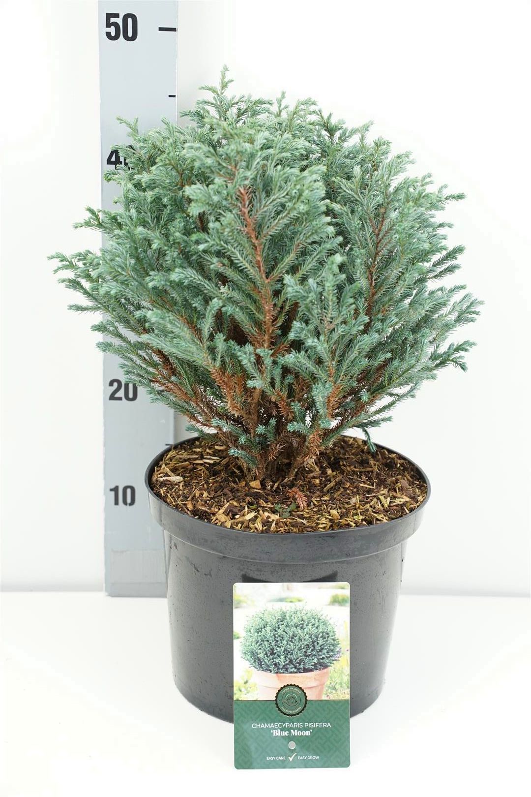 Chamaecyparis pisifera &
